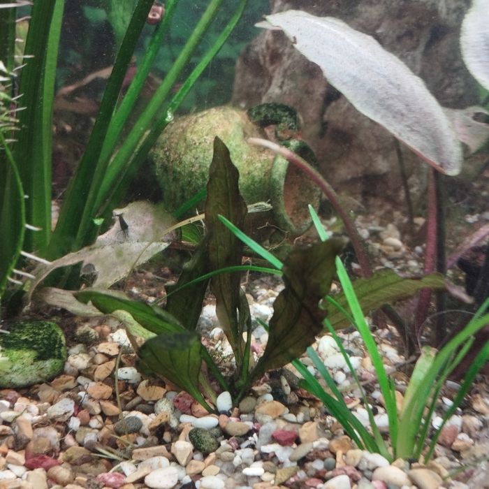 эхинодорус аквариумное растение