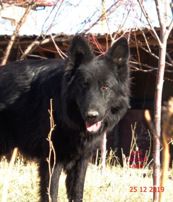 Вязка .Длинношёрстный кобель немецкой овчарки ( черного окраса)