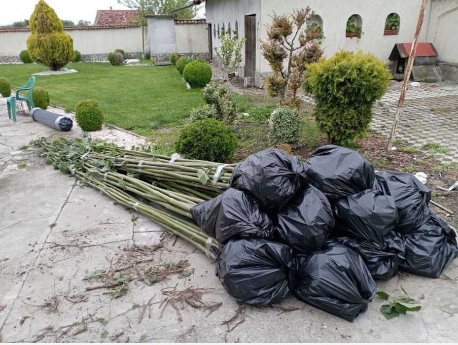 Посадъчен материал от Пауловния