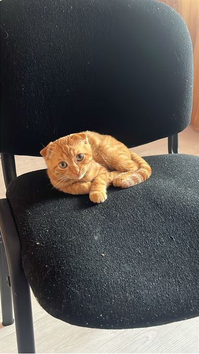 Отдадим котенка в добрые руки