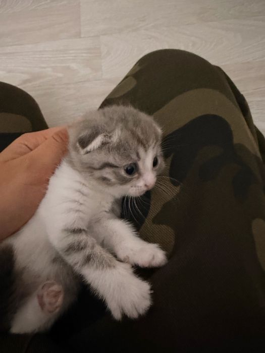 Продаю котят породистые(бронь)