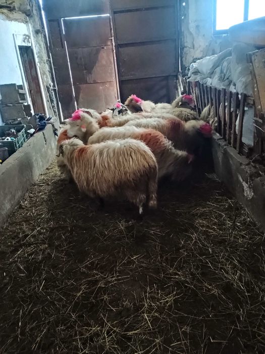 Vând 10 oi ,6 îs fătate