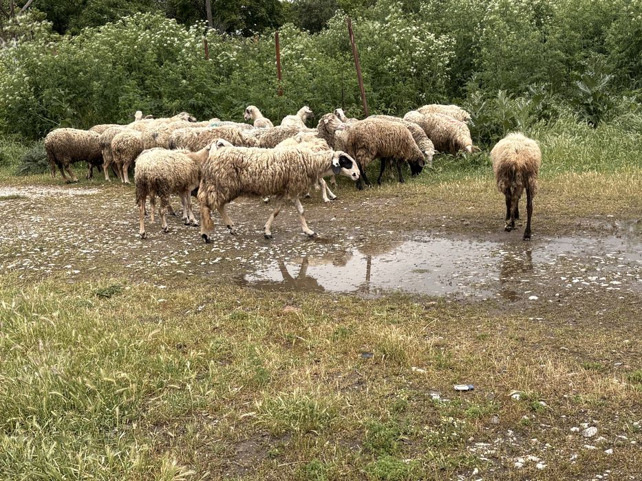 Продаваме овце за клане