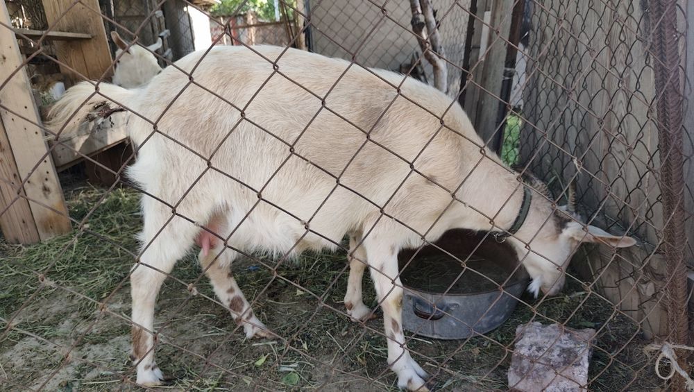 Зааненский ешкі. Лағымен