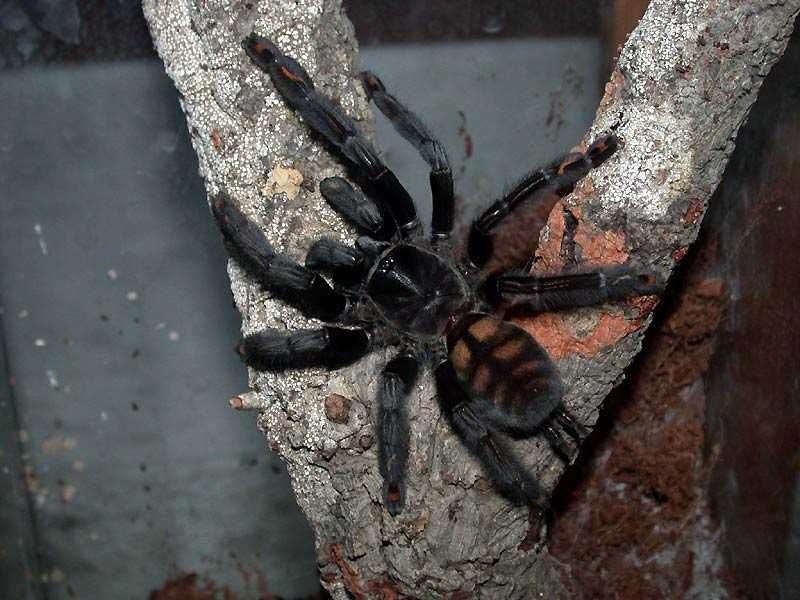 Tarantule Psalmopoeus Galben cu Negru