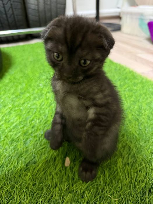 Котенок шотладнский вислоухий