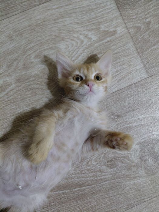 Британская короткошерстная