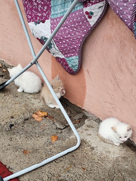 Котята, отдам в добрые руки