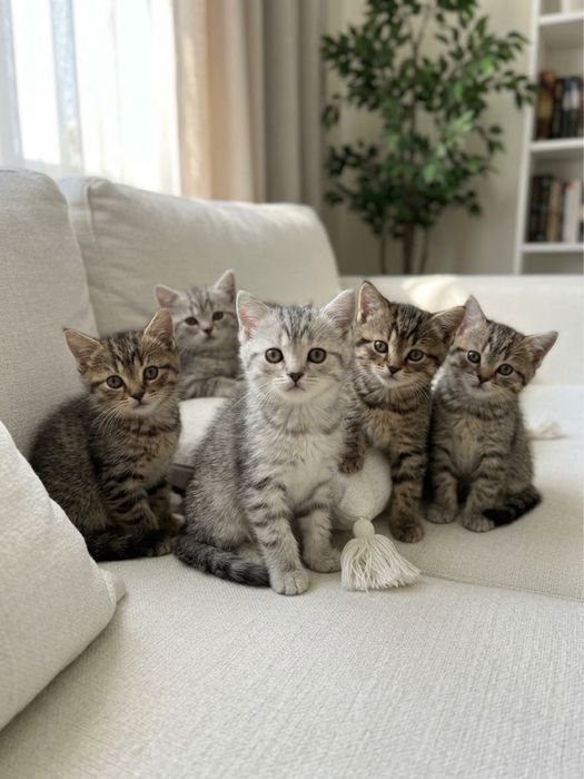 Продажа / Шотландские котята