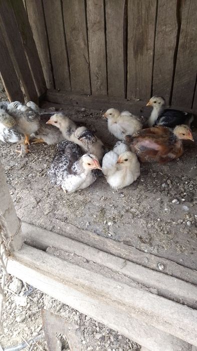Pui de țară  de la găini outore