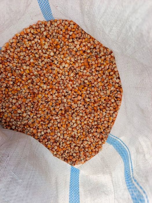 Jaydari makka bor 
Jaydari makkayini silos varinati
Asosan urug’likga
