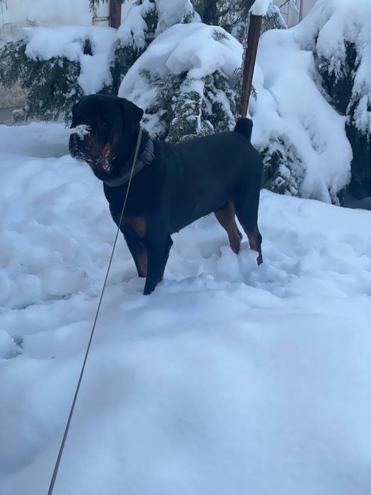 РОТВЕЙЛЕР щенок на продажу