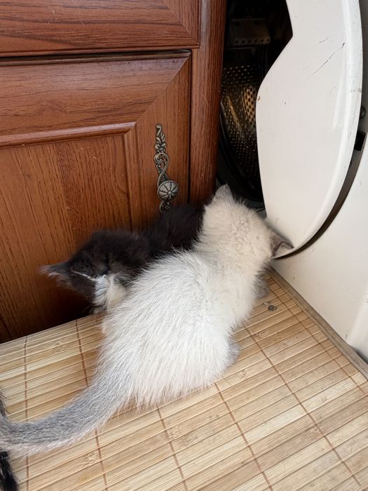 Домашние котята в добрые руки