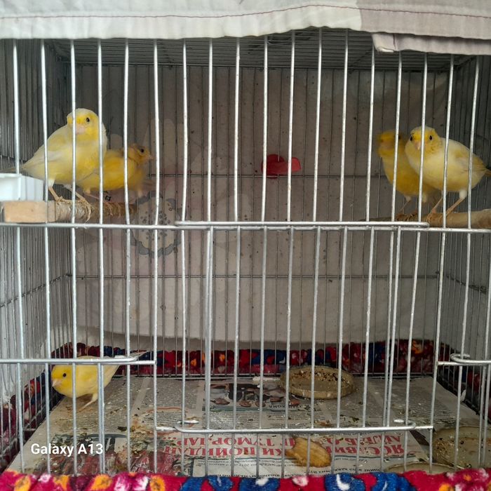 Uyda boqilgan kanareykalar