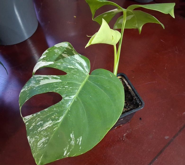 Комнатные растения