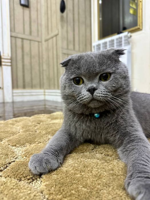 Sicotich fold 11 oyli Erkak semiz