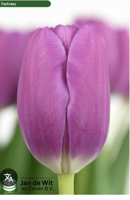 Тюльпаны, качественные на 8 марта отпом