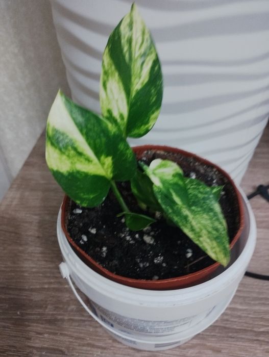 Комнатные растения, район Евразии