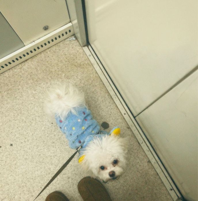 Продам Мальтипу F1