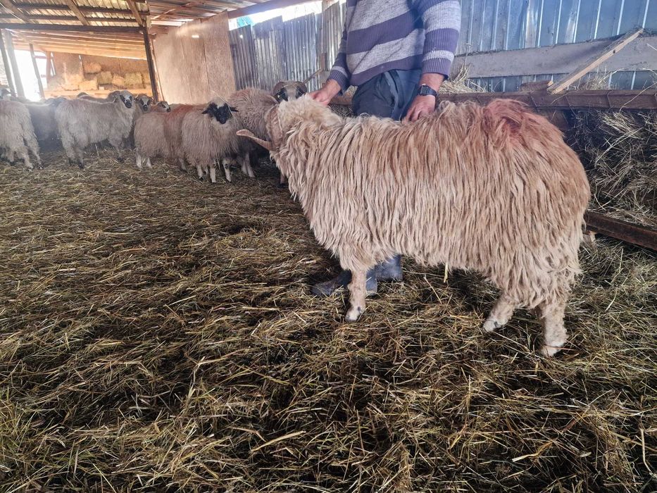 Vând berbec de 2 ani