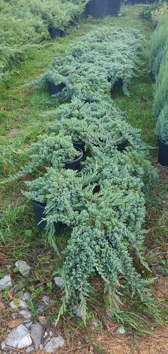 Bonsai de toate tipurile, Palmieri leylandii, Chiparos catalpa, tei