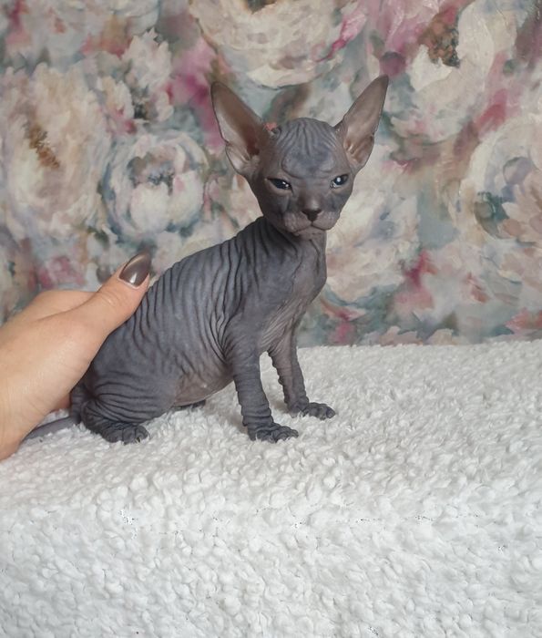 Девочка донского сфинкса черная