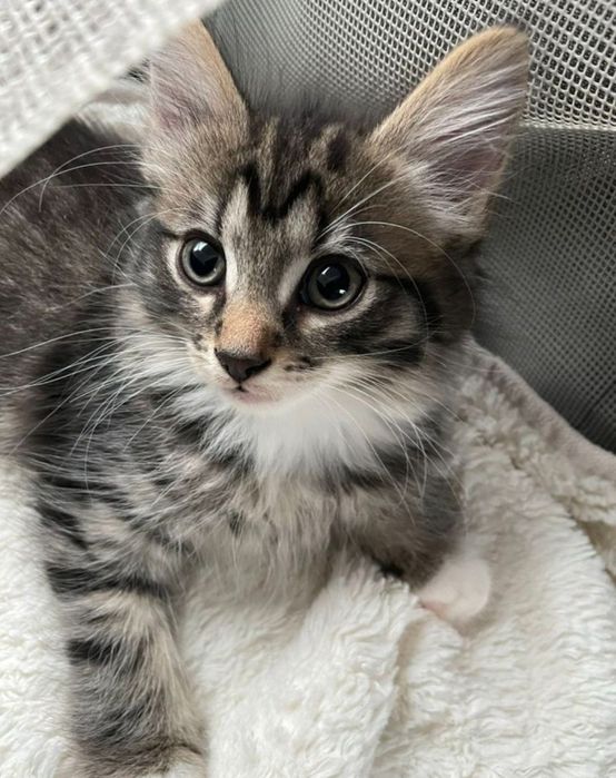 Maine Coons băiețel