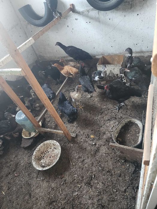 Индоутка. Индо ордаклари