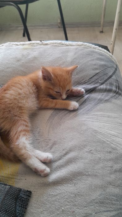 Дарю котёнка мальчик!
