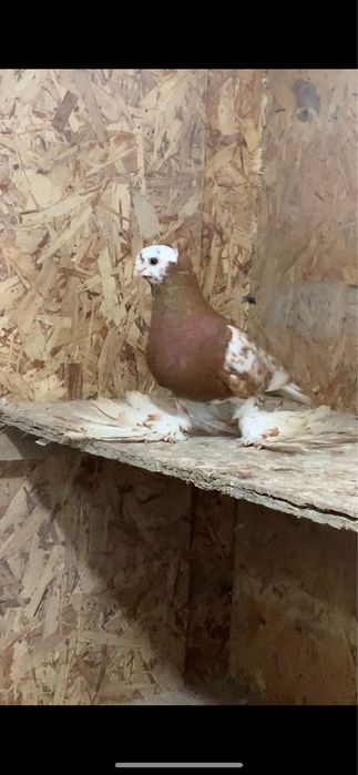 Голуби вольерные