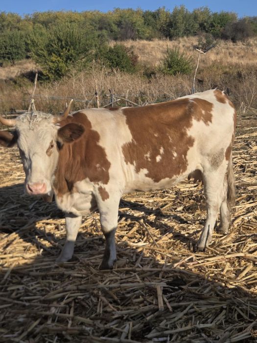 Vaca de vânzare la prima fatare