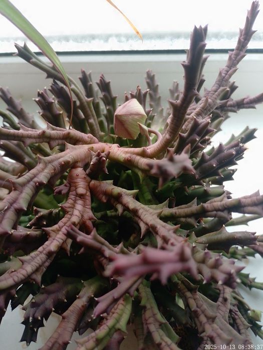 Стапелия пёстрая