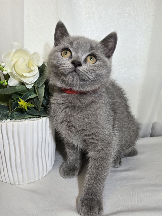 Чистокръвни британски котенца