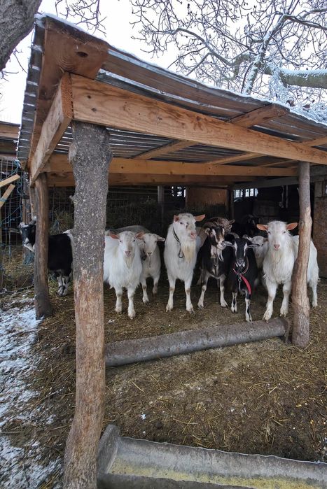 Capre și țapi de vanzare