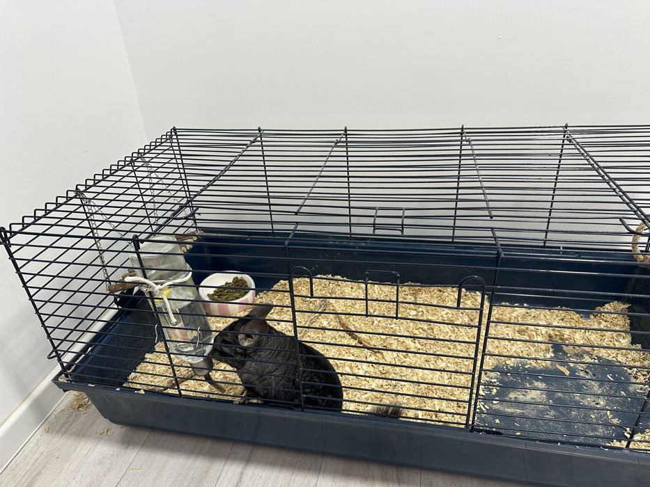 Vand Chinchilla + Cusca echipata