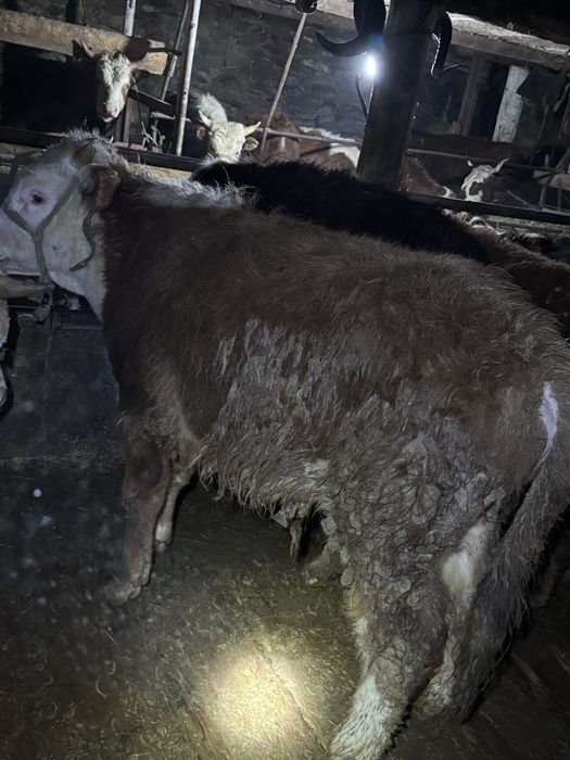 14 бас торпақтар сатылады