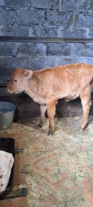 Продам телку Полтора месяца