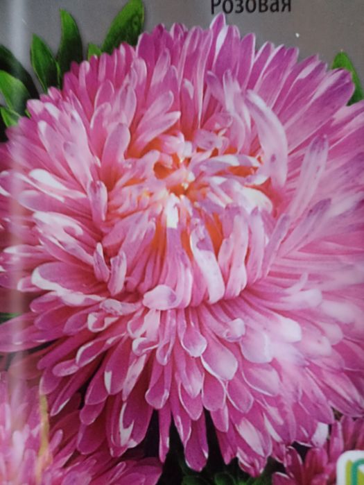 Продам рассаду цветов