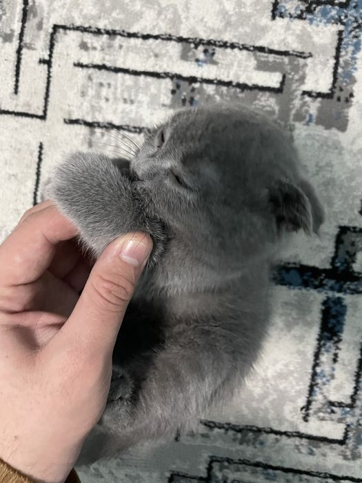 scottish fold sotiladi