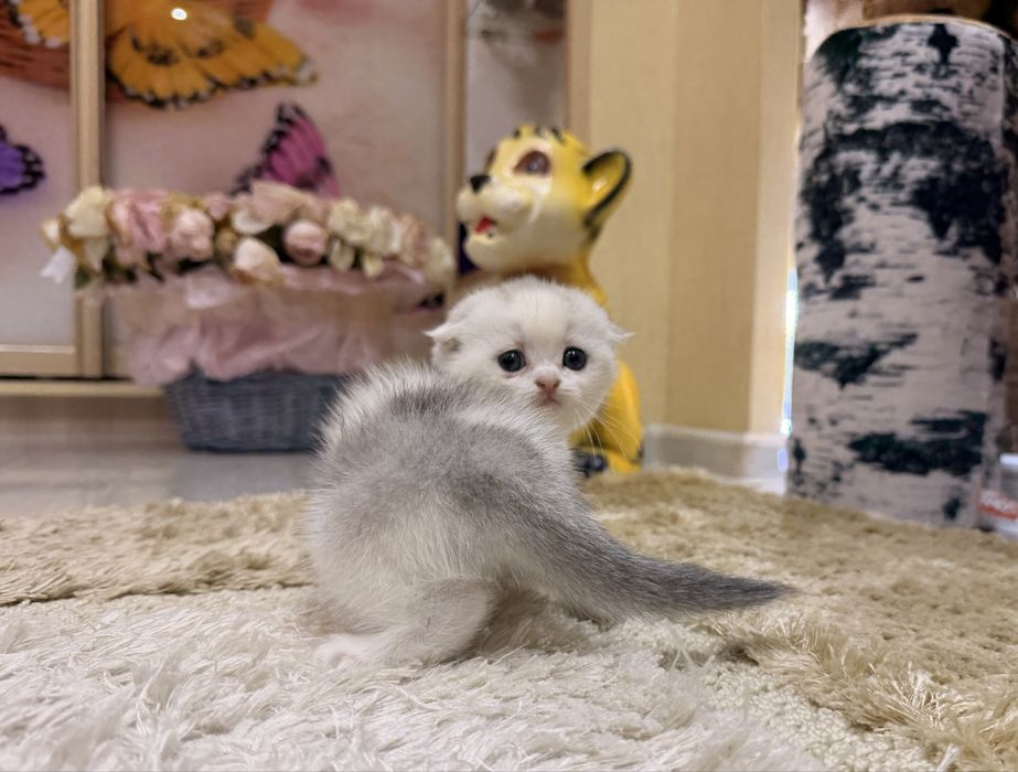 Шотланский Скоттиш Фолд!