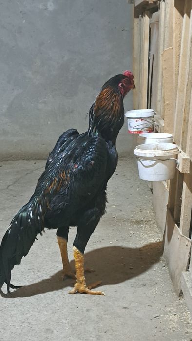 Бойцовый петух дакан