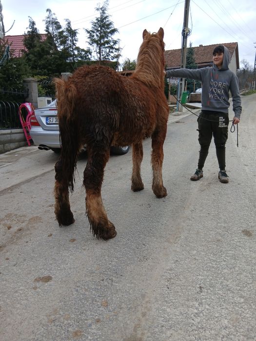 De vanzare manz de 8 luni