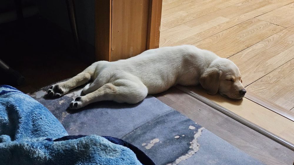 Продам щенка лабрадора