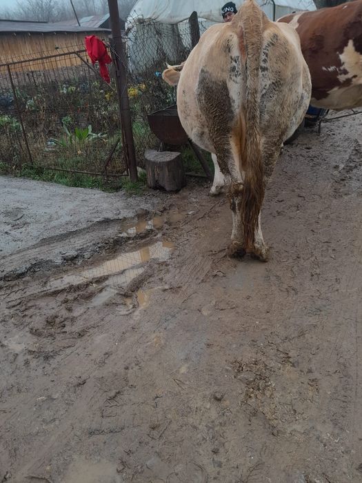 Vand vaca gestanta an 8 luni