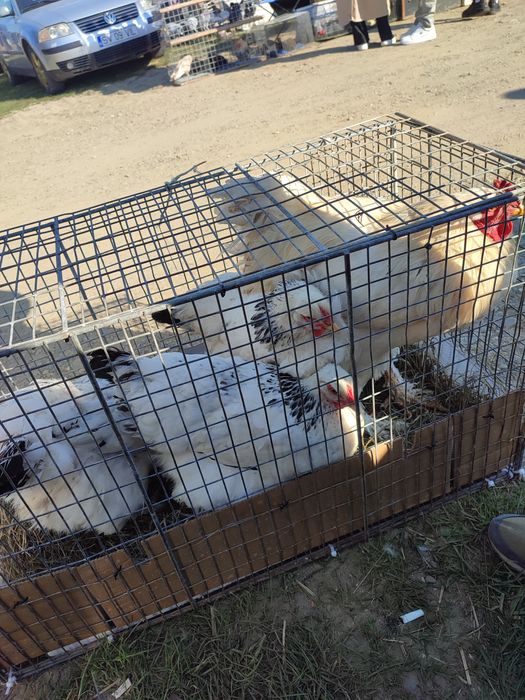 Cocos mixt Brahma și găini