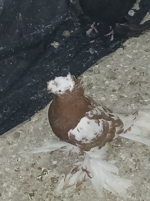 Голубы под сеточние