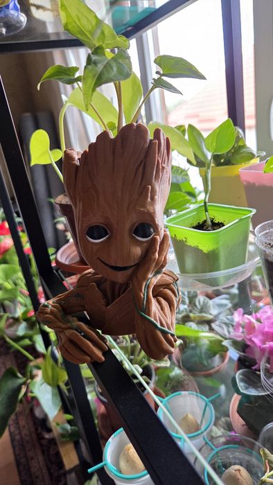 Groot masca ghiveci