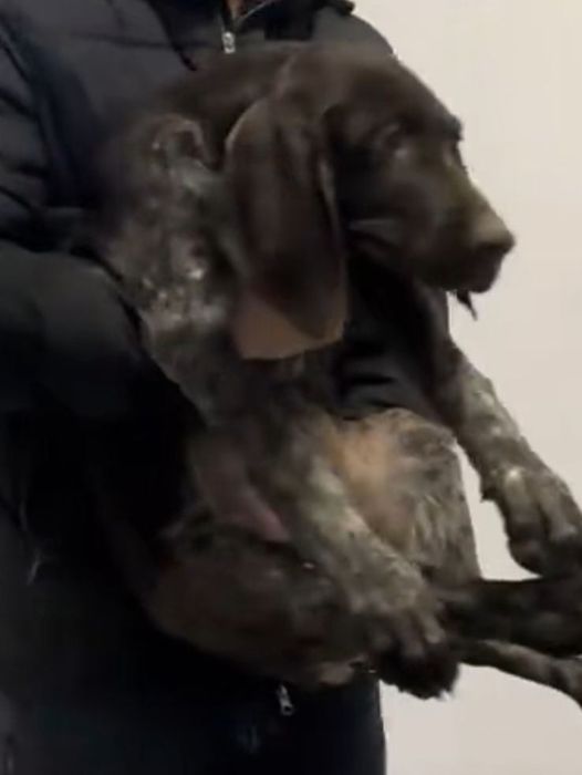 Продам двух щенков курцхаар