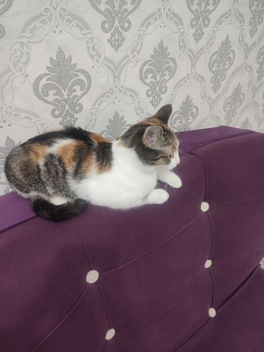 Отдам в добрые руки