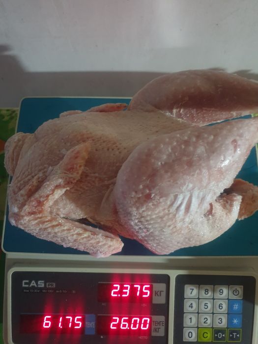 Продам домашних бролей не больших